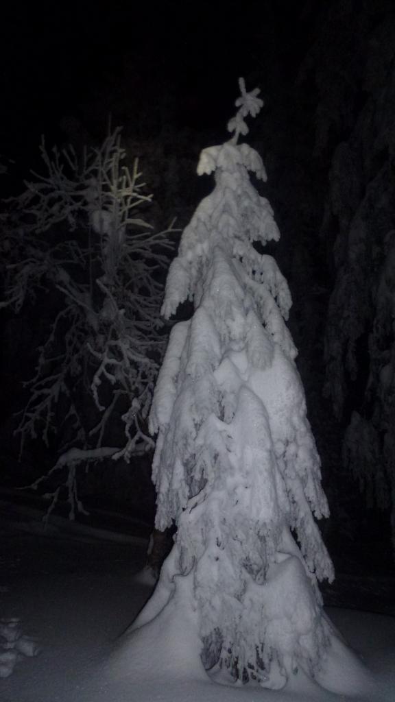Soirée du 7 février 2015, sapin chargée de neige