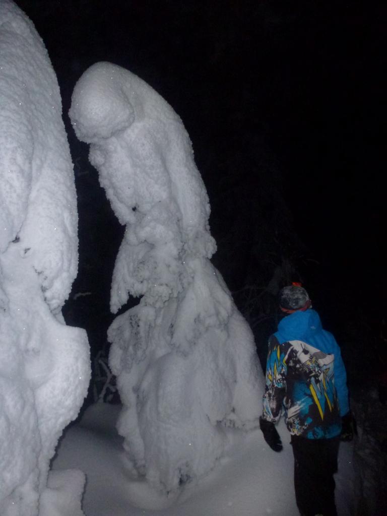 Soirée du 7 février 2015, sapins sous la neige